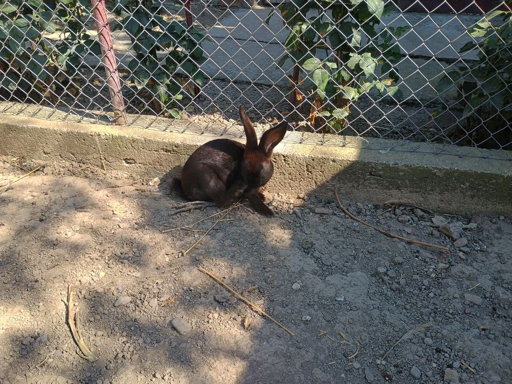 Iepurași diferite culori