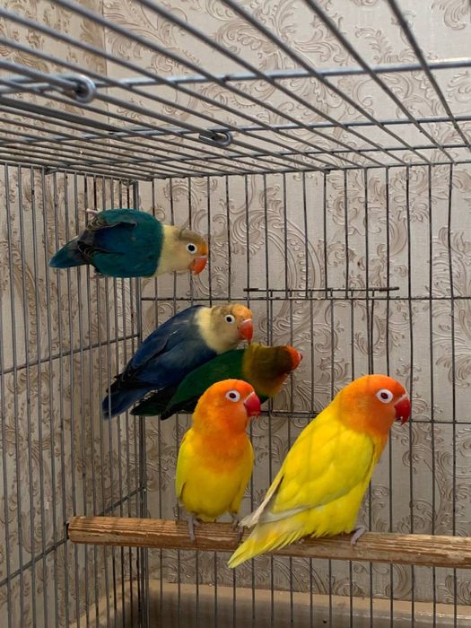 Nerazushka nerazluchka papugay