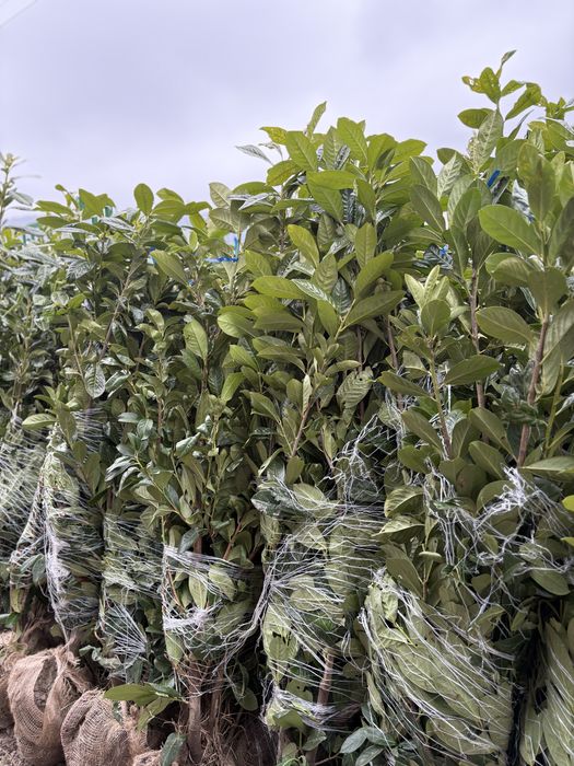 Plante ornamenatle orice specie livrare oriunde in tara