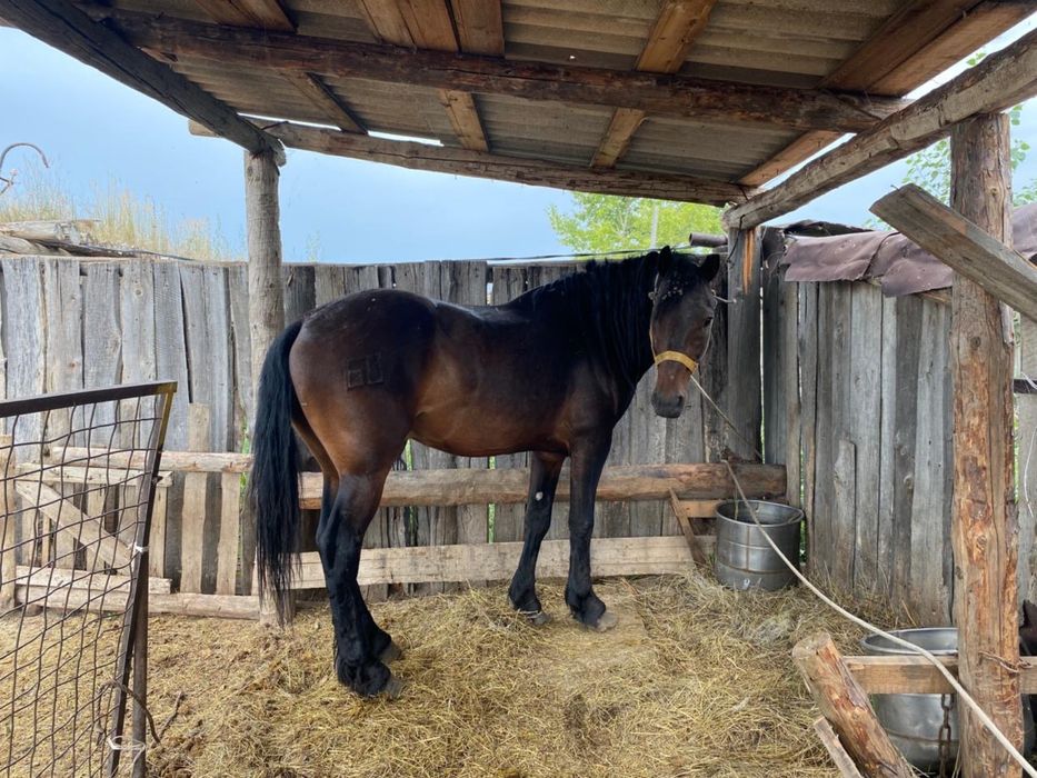 Жеребец племенной