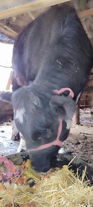 Sigirlika Gʻunojin sotiladi