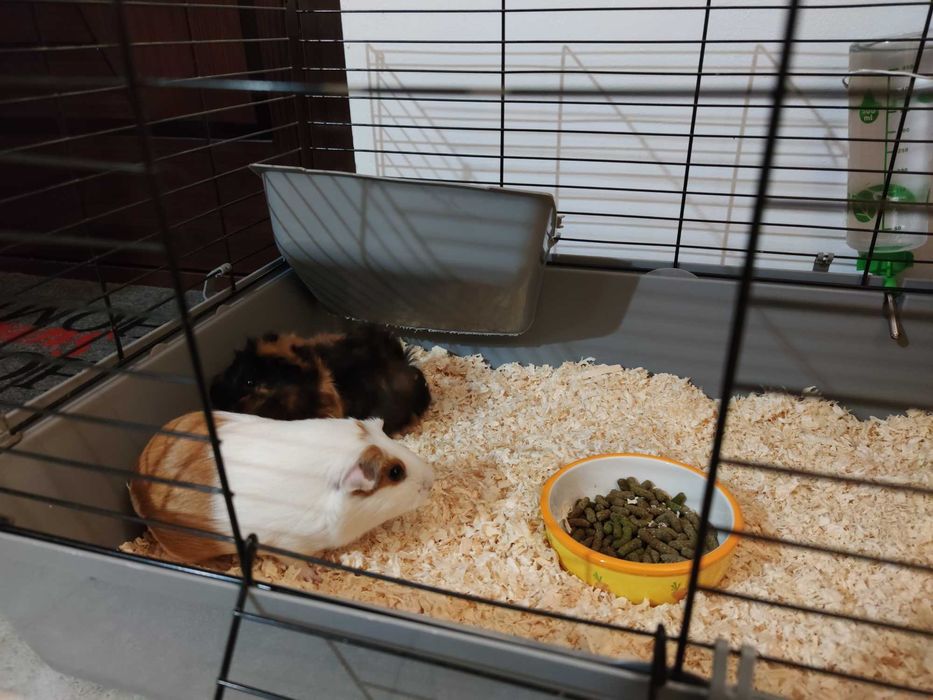 Vând pereche porcușori guineea