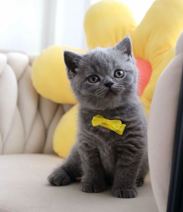 British Shorthair Blue