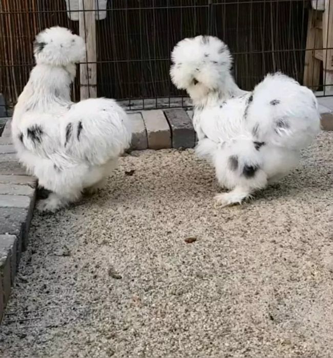 Шолк ок хуроз сотилади