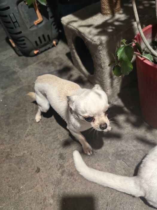 Кученце чихуахуа