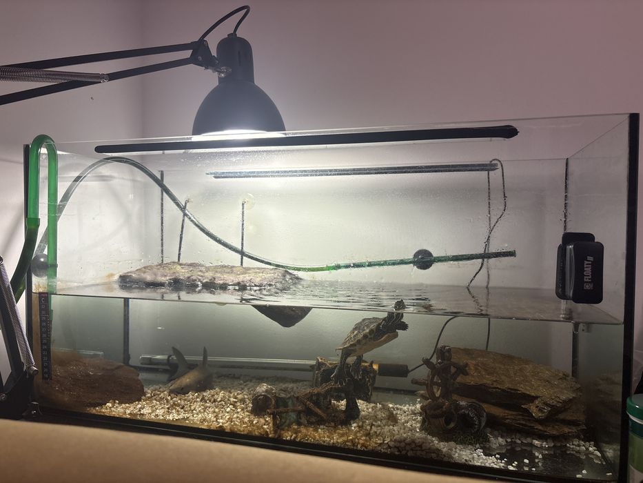 Broasca testoasa cu accesorii