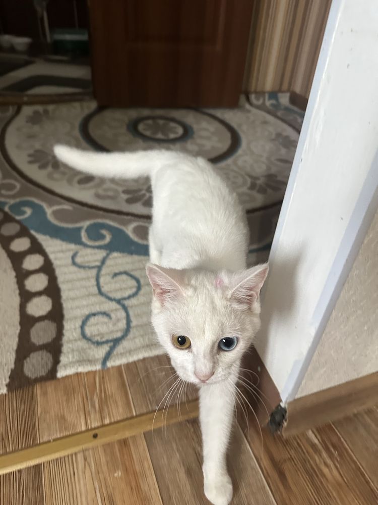Продам красивых котят им всего пару месяцев