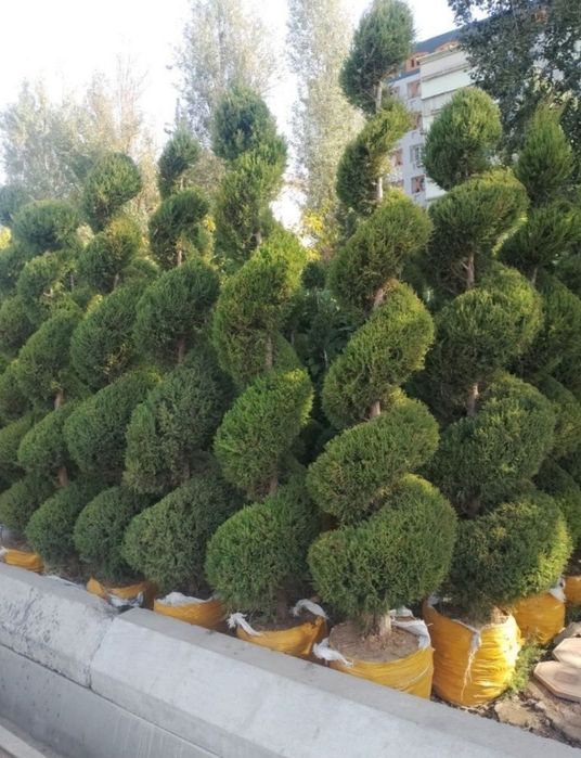 Арчалар. Бор. Зурларидан. Хархил. Мевалиг. Дарахлар   Асарти.  Нархи.