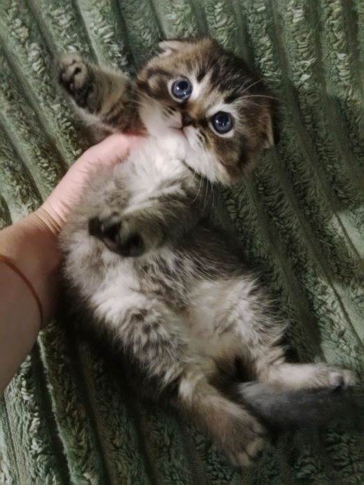 Роскошные котята золотые Скоттиш фолд