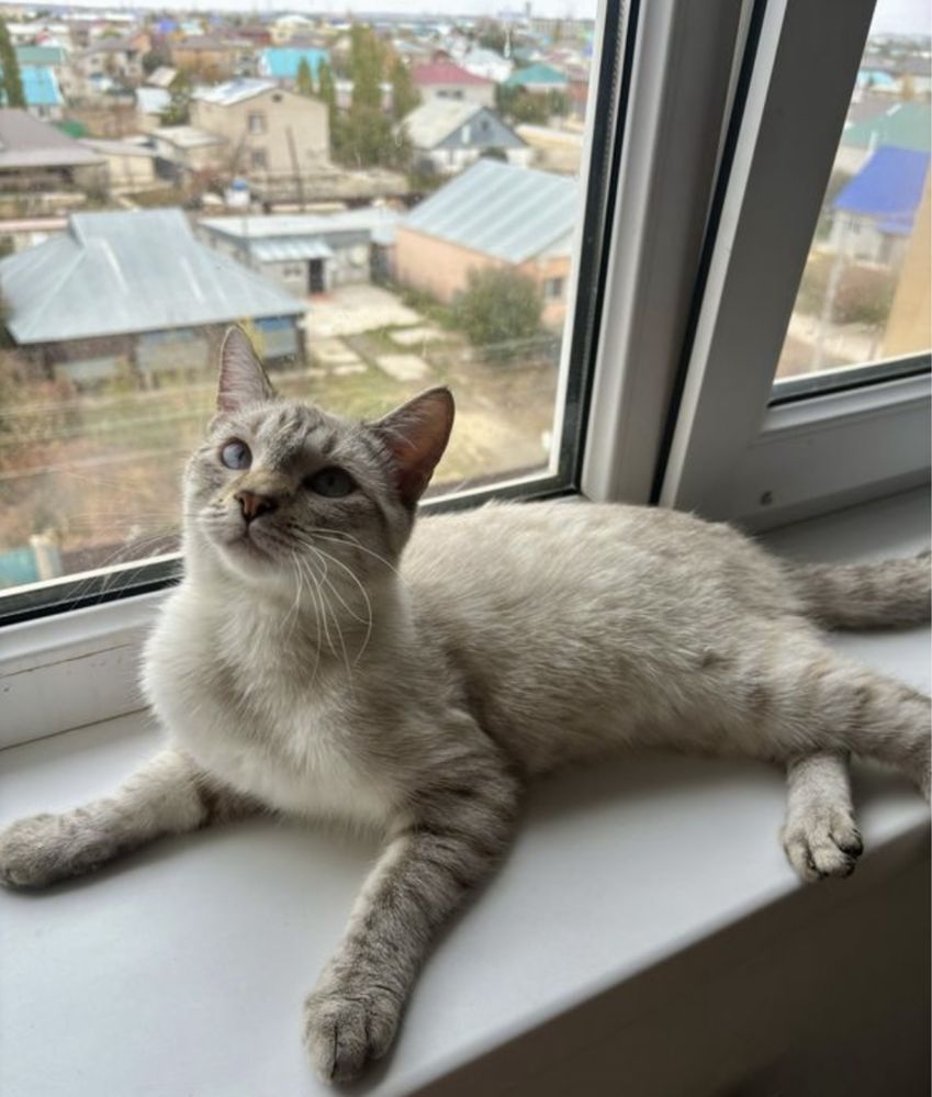 Продаем кота породистого красивого