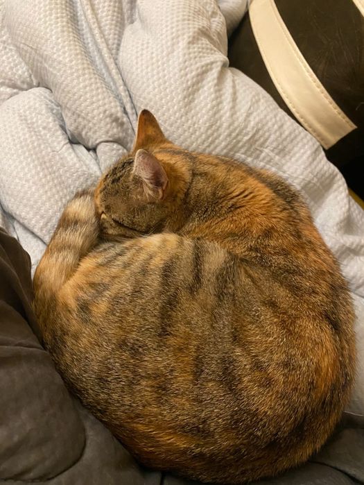 Трицветно женско коте търси дом