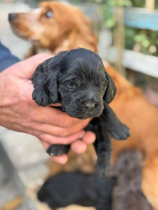 Продаются щенки кокер спаниеля