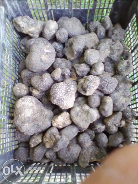 Trufe negre. proaspete,