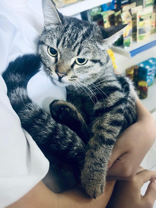 Тегін мысық өте сүйкімді