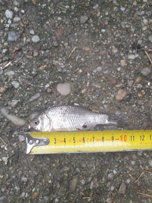 Carasi pentru somn,stiuca