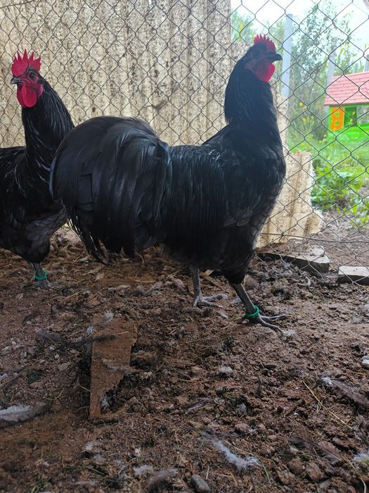 Cocoș australorp albastru