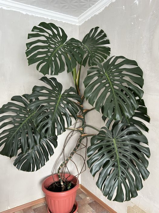 Комнатное растение монстера