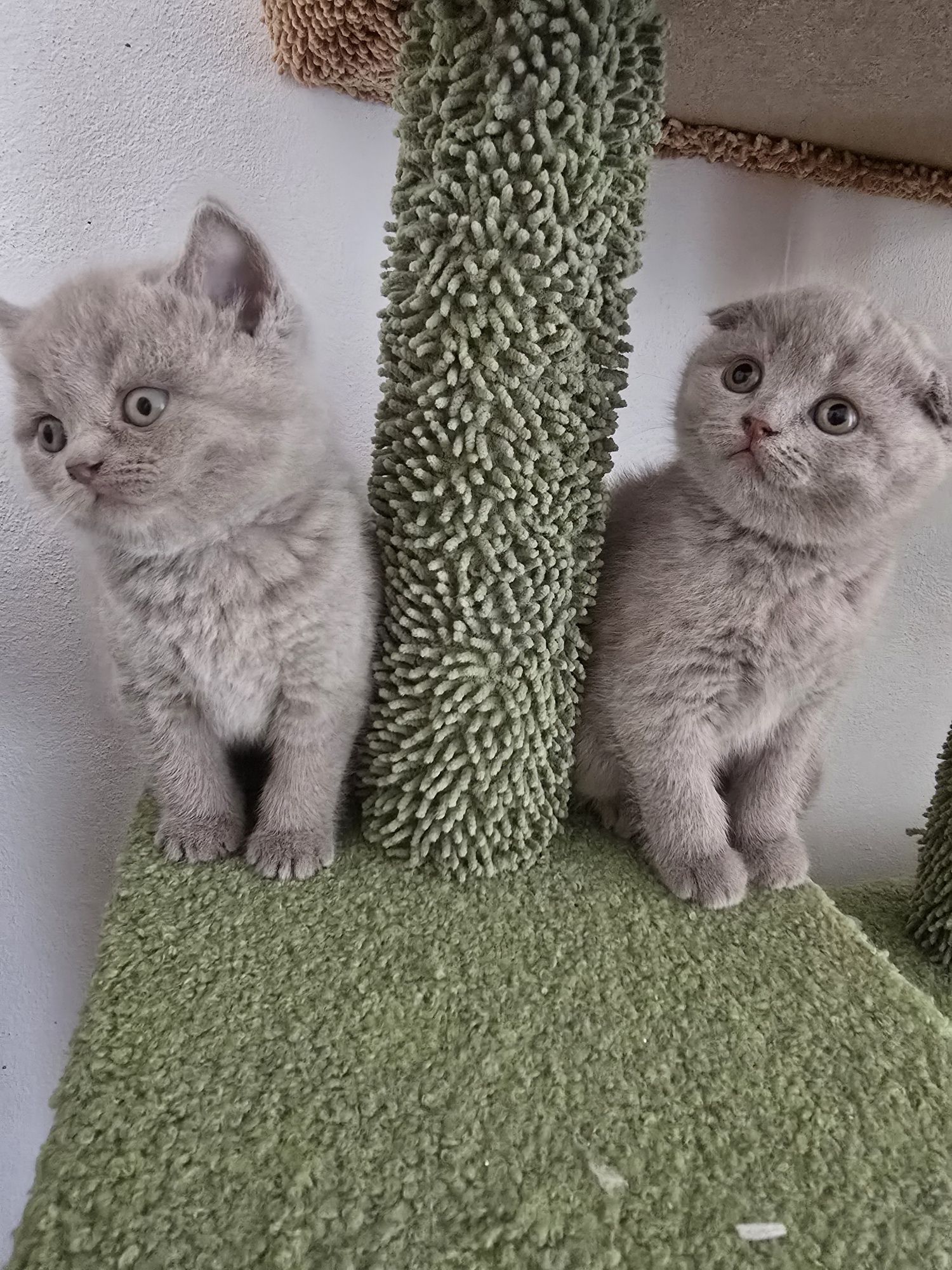 Pisici british shorthaire