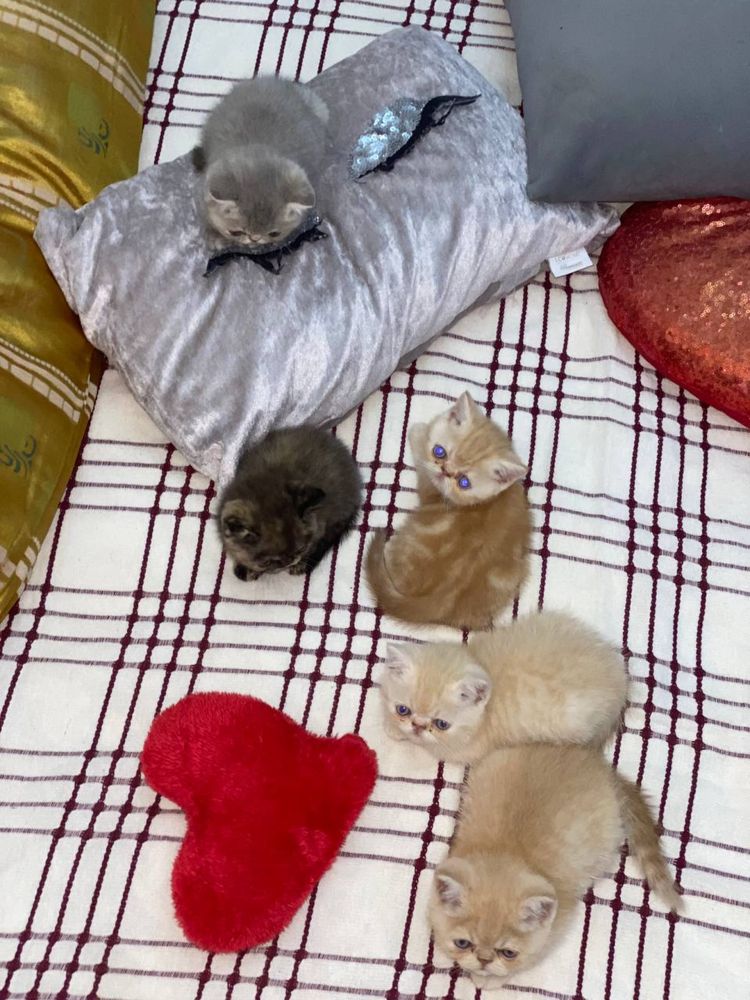 Продаются котята Экзотические короткошерстные