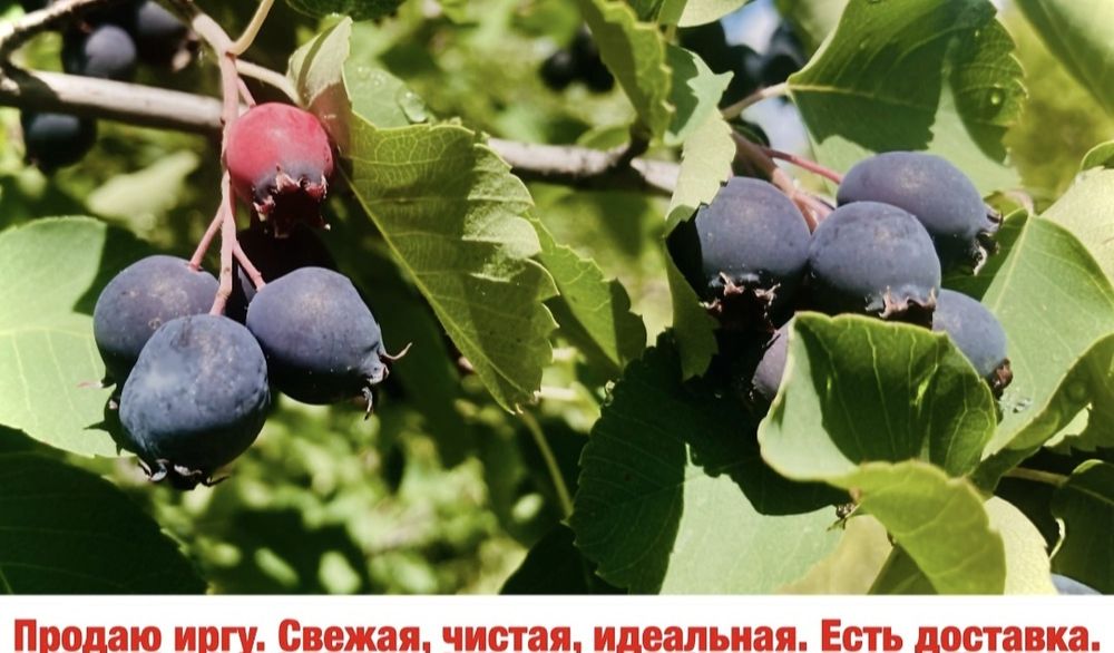Сочная, спелая и сладкая ирга, собрана вручную смордина облепиха.
Дост