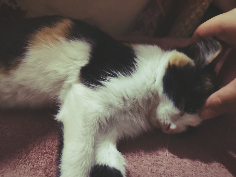 Отдам котика в добрые руки! Чё