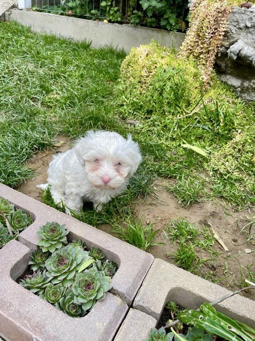 Catelusa Bichon Maltese