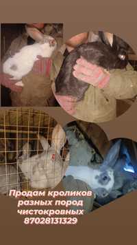 Продам кроликов разных пород чистокровных