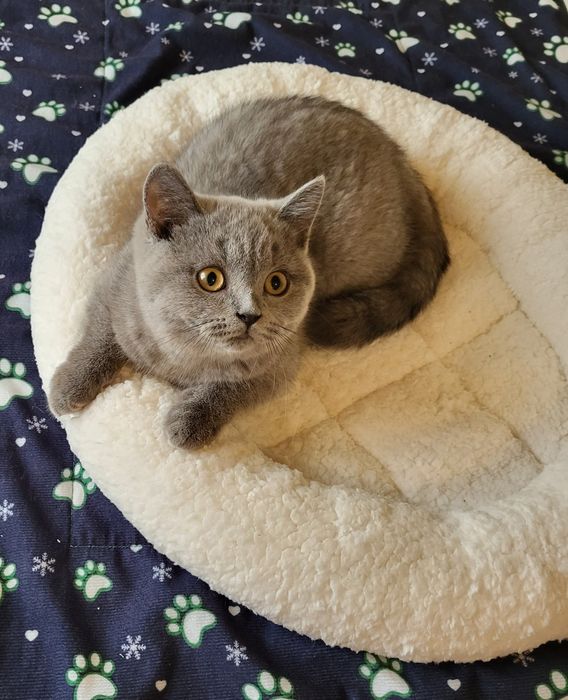 British shorthair blue