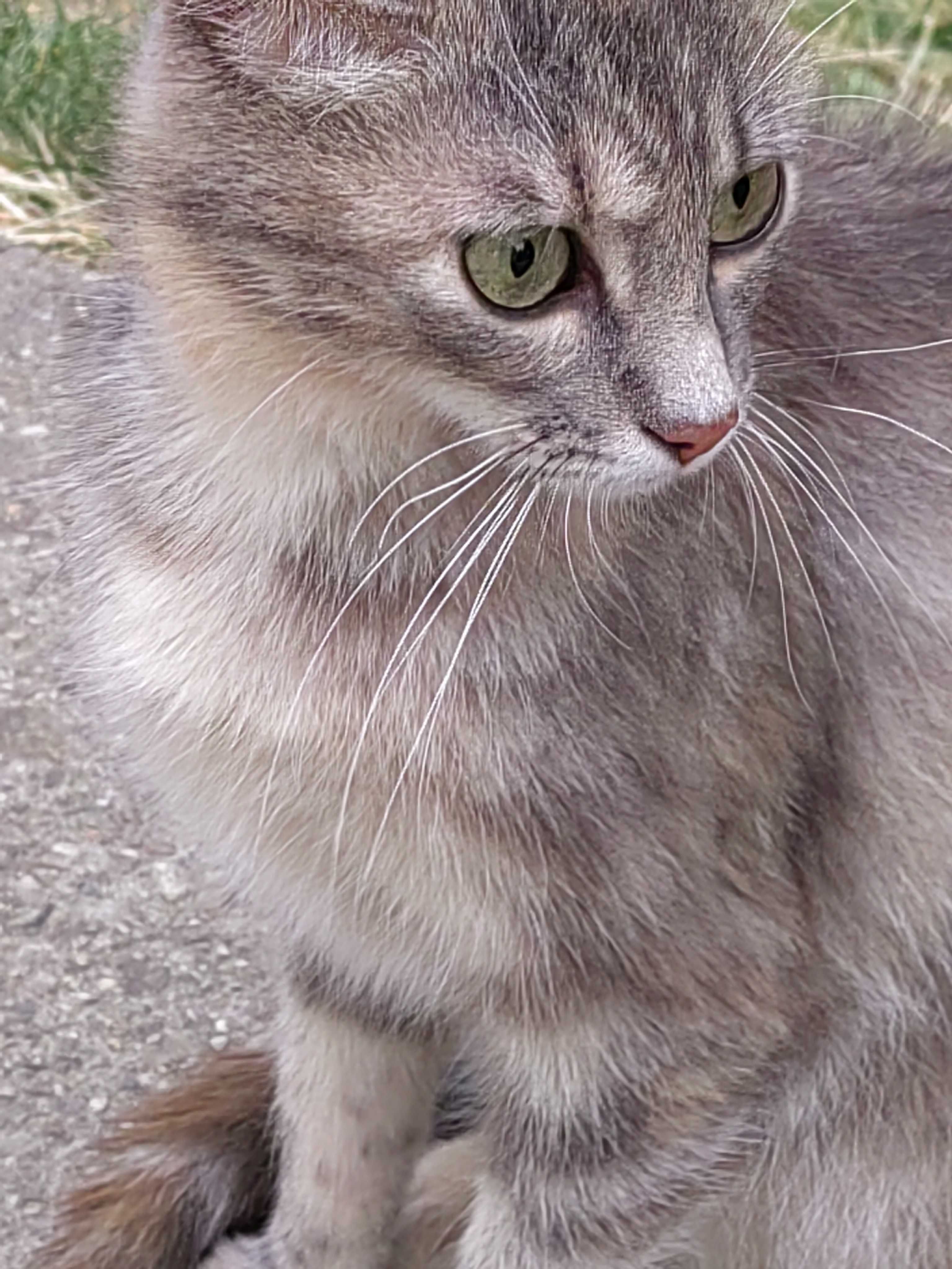 Подарява се малка  сива котка