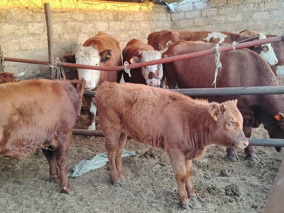 Қашарлар сатылады,өрісте жайылған,Атыраудікі