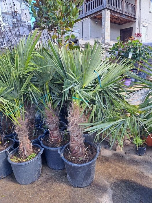 Plante decorative exemplu palmieri tuia brazi  leilandi mesteacăn