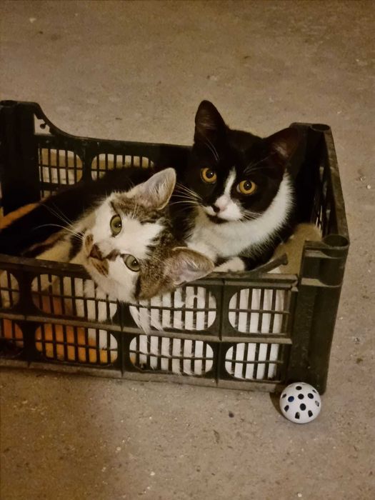 Pisicuțe spre adopție