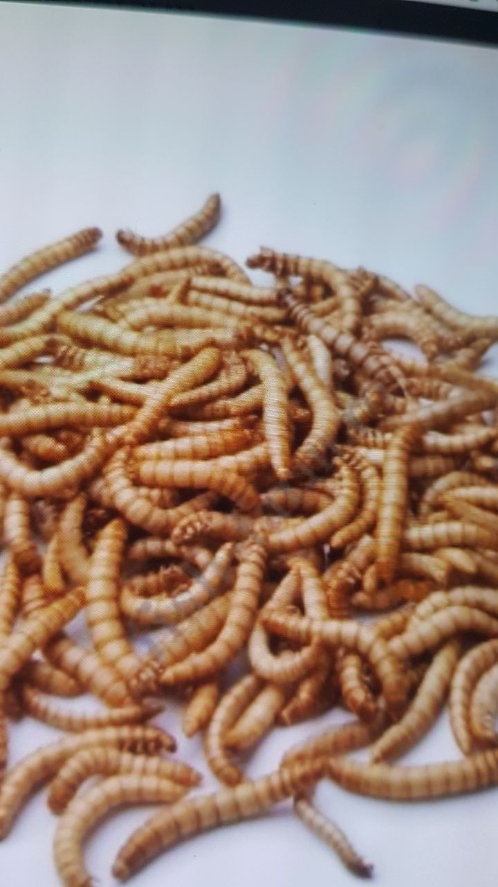 Gandaci de Madagastar Viermi   făina. Mealworms