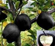 Pomi Fructiferi ( Soiuri Deosebite )