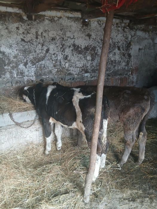Vițeii de vânzare