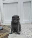 Scottish Fold пародали мушугимиз сотилади