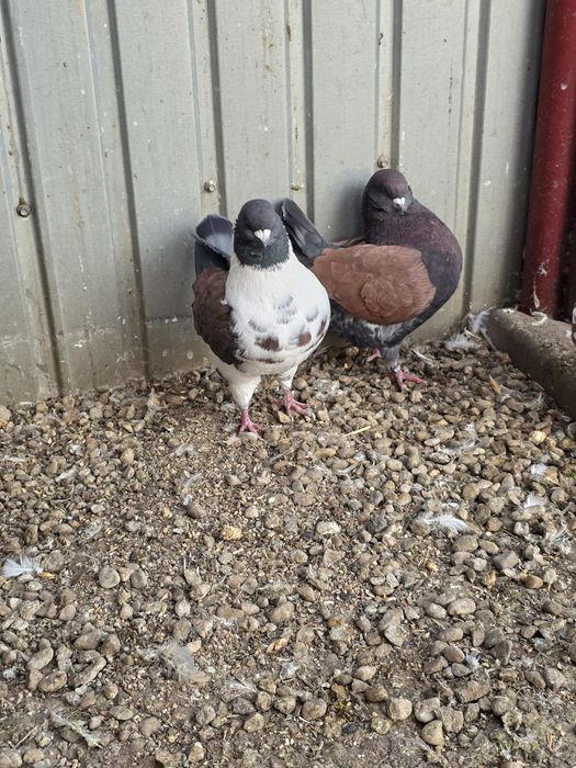 Porumbei modena 3 masculi + 1 femela