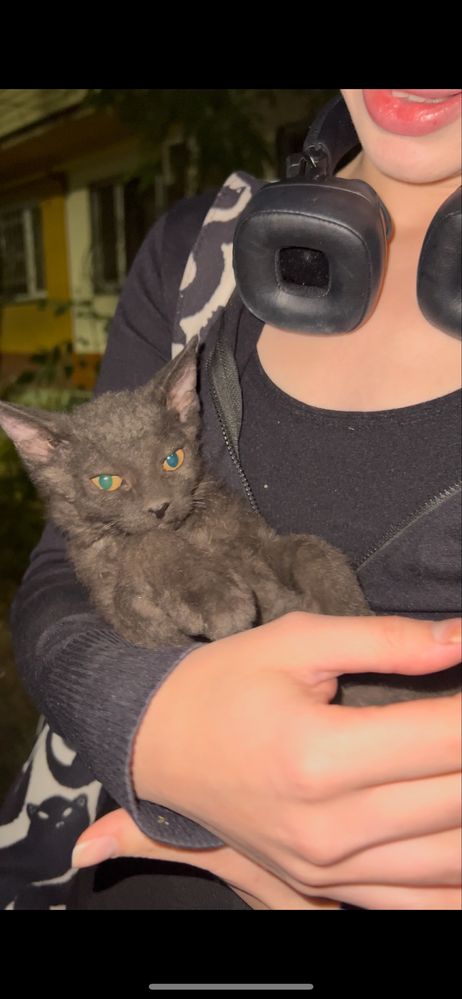 Сфинкс помесь котята бесплатно