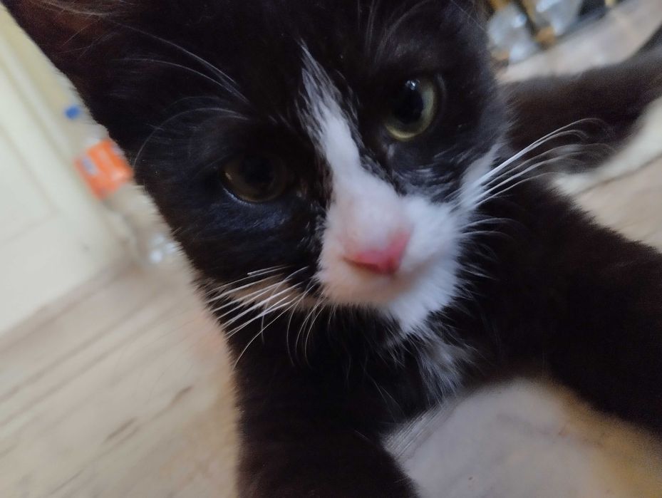 Биколорный котенок- девочка в ответственные руки