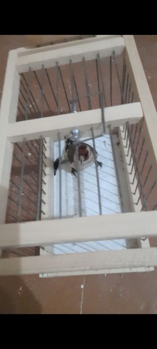 Kokil duragay sotiladi yengi qush