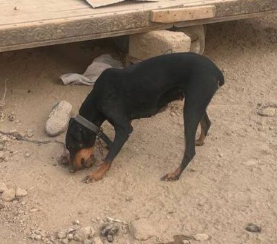 Doberman sotiladi