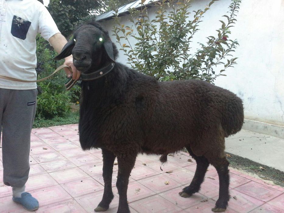 Qassob мясник баран Qoy Qoylar qassob xasib kalla pocha