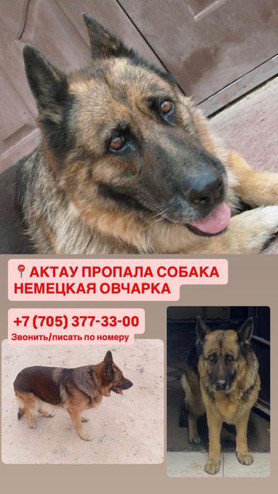 Пропала собака немецкая овчарка Актау