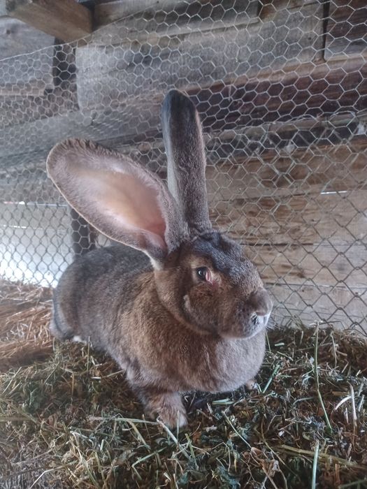 Vind femela Uriaș German