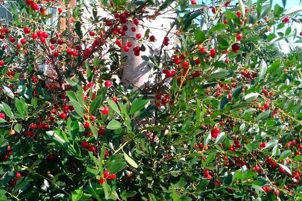 Продам саженцы вишни по 1300 тенге заказ нужно делать заранее