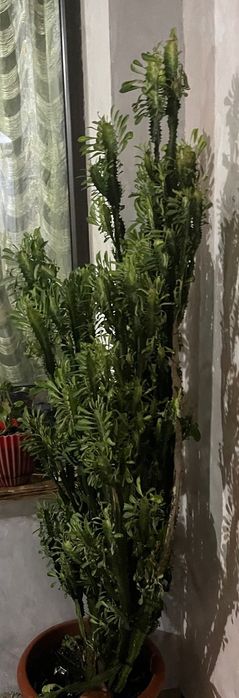 Комнатные цветы ..