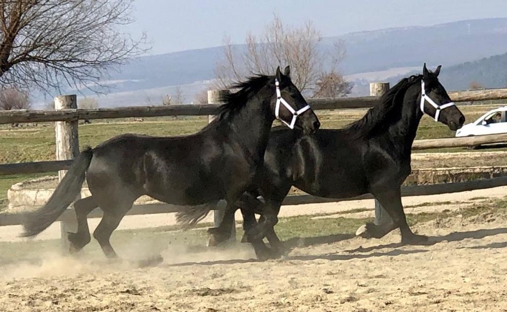 Iepe Friesian iapa iepe Frizian