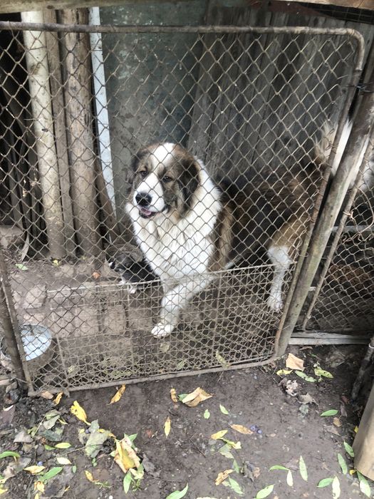 Donez pui metis ciobanesc mioritic