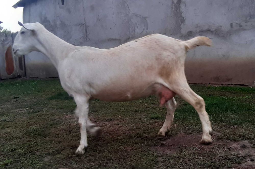 Capra Metis .Anglo Nubian Nobila Germana