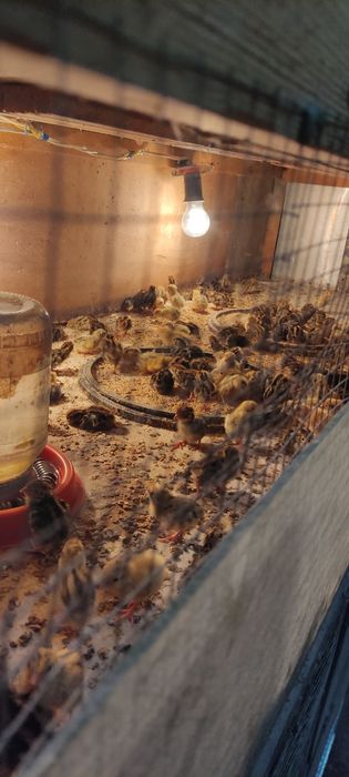 Bedana sotiladi yapon manjur